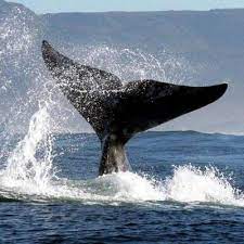 ocean safri cover Whale tail splashing water above ocean surface near mountains.