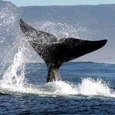 Whale tail splashing water above ocean surface near mountains.